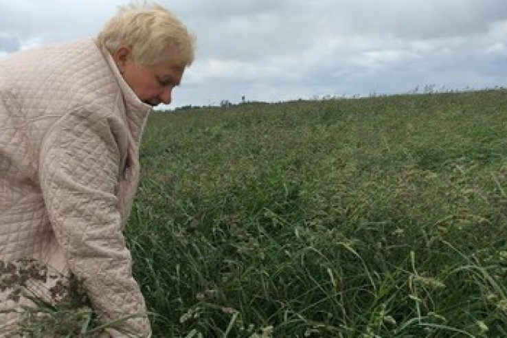 Расширен допуск многолетних трав к использованию в Ленинградской области