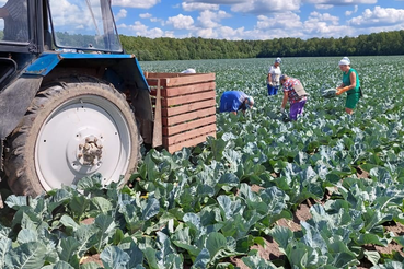 В  Ленинградской области начата уборка ранних овощей