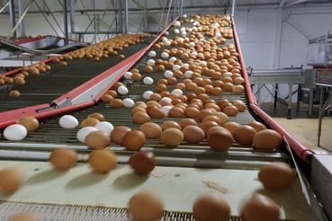 Ленобласть наращивает производство яиц