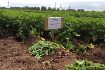 В Ленинградской области началась уборка картофеля