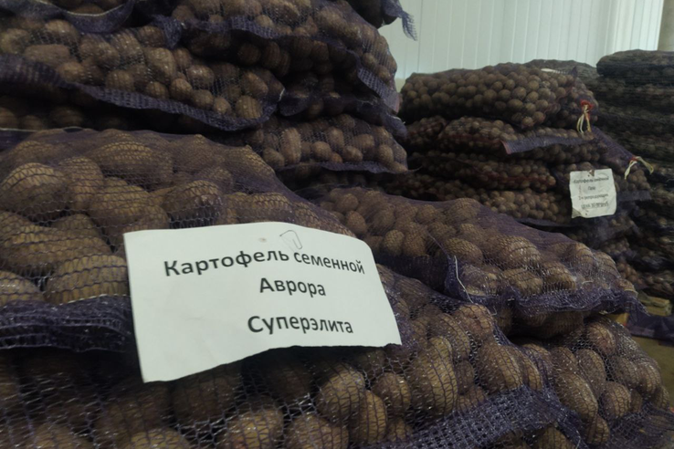 В Ленинградской области завершается подготовка картофеля к посадке