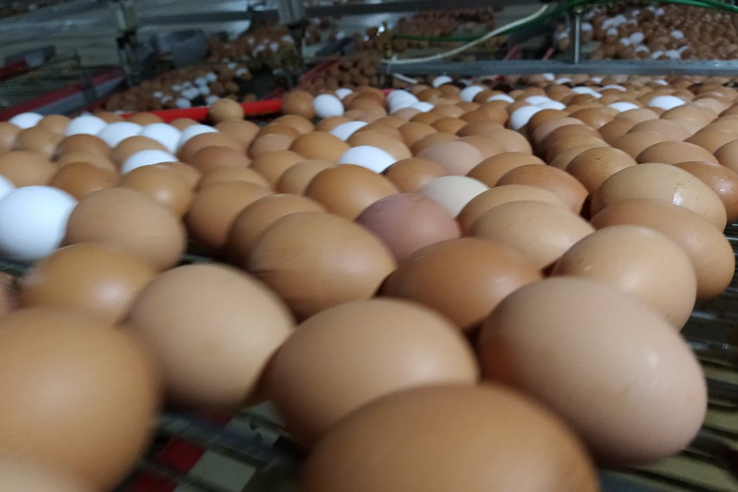 Отпускные цены на яйцо – пошли вниз