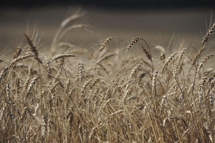 Убрано  более 50% зерновых культур