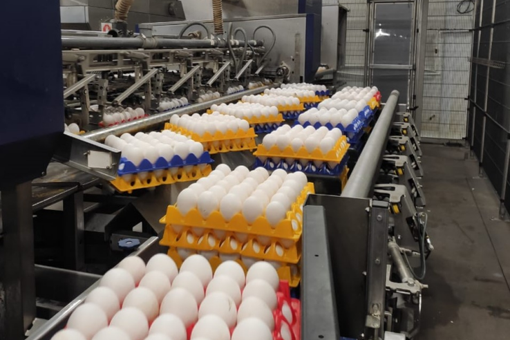 НАЦПРОЕКТЫ: выпуск яиц «бережливо» ускорен