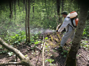 Обработка границы леса и придорожной полосы в Большеврудском  сельском поселении