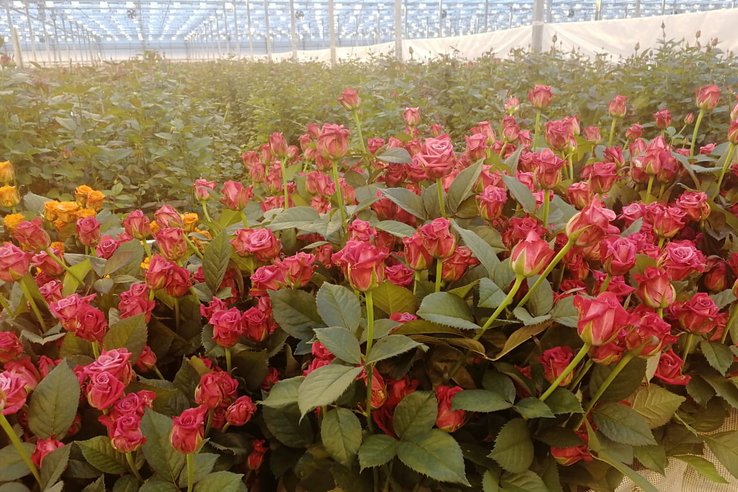 Миллион роз из Ленинградской области