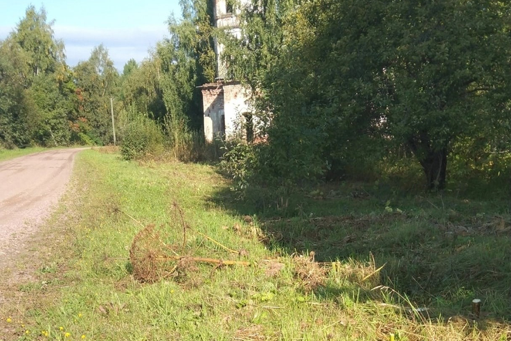 В деревне Кипрушино Подпорожского района проведены работы по уничтожению борщевика Сосновского