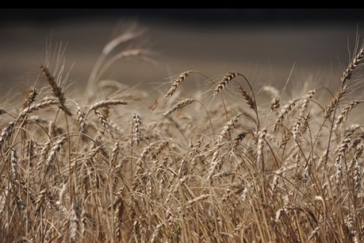 Вести с полей: убрано 90% зерновых
