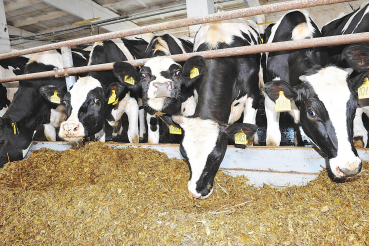 Подача документов по субсидии на повышение продуктивности в молочном скотоводстве