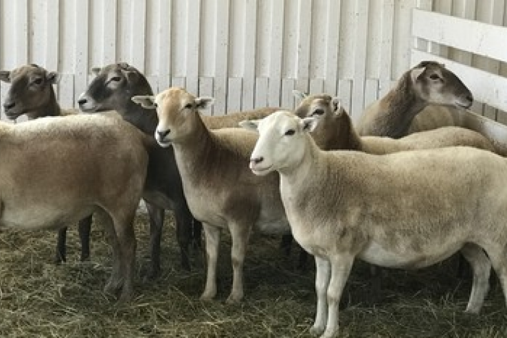 Катумские овцы представлены специалистам России