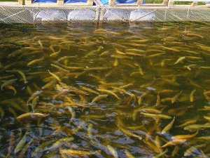 Рыбохозяйственный комплекс