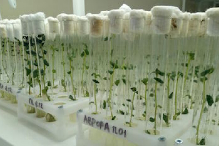 Открыта лаборатория  по стандартам ООН качества семенного картофеля