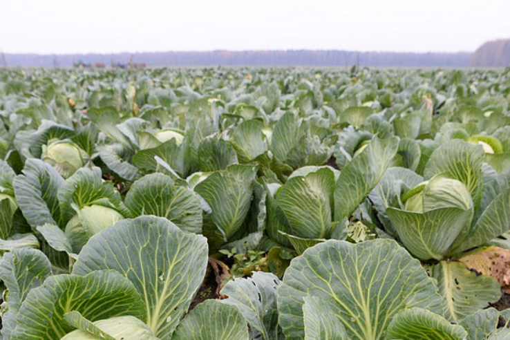 В Ленинградской области убраны первые тонны овощей